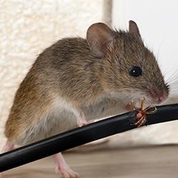 Keep Your Home Rodent-Free Home This Fall And Winter mouse inside schenectady home