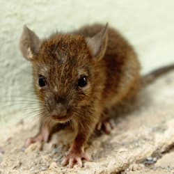 It's Time To Get Those Overwintering Mice Out Of Your Albany Home mouse found in an albany home
