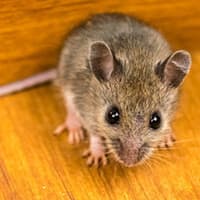 Keep Harmful Rodents Out Of Your Albany Home mouse found in the kitchen