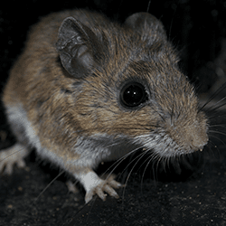 Learn How To Keep Mice Out Of Your Home mouse sneaking around basement