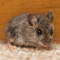 Protect Your Home From Invading Mice With Thomas Pest Services mouse in living room of albany home