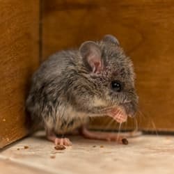 Mice Are A Year-Round Pest That Needs Year-Round Protection mouse in new york house