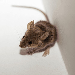 Learn How Thomas Pest Services Can Help Keep Mice Out Of Your Home mouse found in home