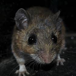 Keep Your Albany Home Rodent Free This Fall mouse in a new york home