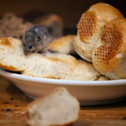 Mice are commensal which means they thrive in our environments mouse in albany kitchen
