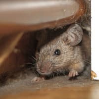 Keep Fall Pests Like Mice Out Of Your Home mouse found in the wall of an albany home