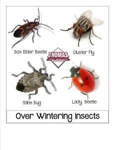 Boxelder Bugs, Stink Bugs And Other Overwintering Pests In Albany NY overwintering pests