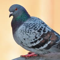 Professional Bird Control Protects Your Albany Home pest bird near an albany home