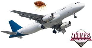 Find Out What Bugs You Might Find On A Plane airplane and bugs