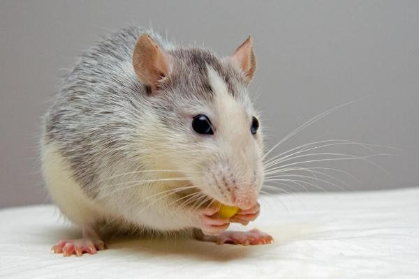 Steel wool against mice, rats and other rodents