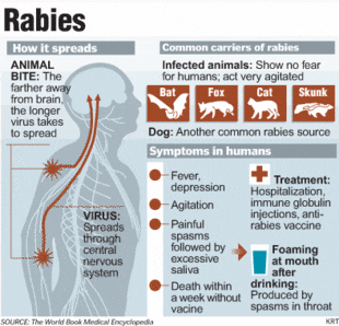 Rabies Information Chart rabies information chart