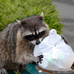 It Is Never A Good Idea To Leave Wildlife On Your Property, Get Professional Help Removing Them With Thomas Pest Services wildlife in trash can
