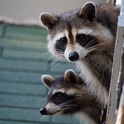 Learn More About Professional Wildlife Control raccoons in new york