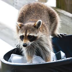 Wildlife Can Cause A Number Of Problems In Albany, Keep Them Out Of Your Home With Thomas Pest Services raccoon sneaking into trash on albany property