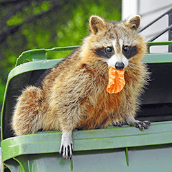 Learn How To Avoid Wildlife This Spring raccoon getting into trash can