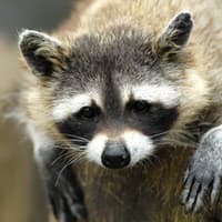 Learn How To Keep Wildlife Out Of Your Albany Home raccoon seeking shelter