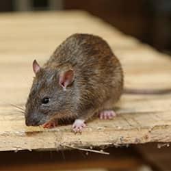 Safeguard Your Home From Rodents a furry rat crawling long the wooden table top of an albany new york home
