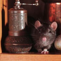 Learn How To Protect Your Home From Rats And Mice rat found in cupboard