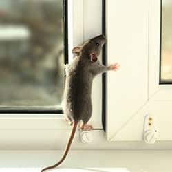 Find Out How You Can Keep Rodents Out Of Your New York Home rodent on a window