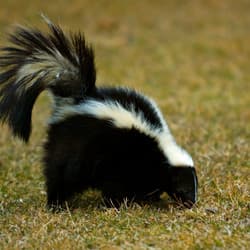Learn How To Identify Skunks Using Thier Poop skunk found in albany