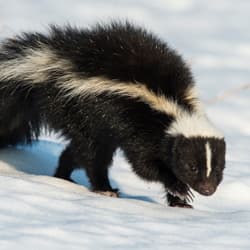 Professional Skunk Removal Albany NY skunk walking over snow