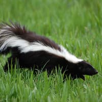Skunks Can Be Helpful Sometimes Other Times Not So Much Image of a Skunk