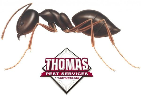 Learn More About Getting Rid Of Ants In NY small ants in albany ny