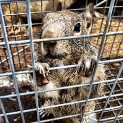 Protect Your Property From Squirrel Damages trapped squirrel