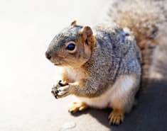 https://cdn.branchcms.com/P1NAV9OWje-994/images/blog/squirrel-in-a-new-york-basement.jpg