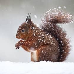 Learn More About Wildlife And The Problems They Cause squirrel in the snow