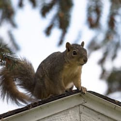 It Is Important To Take Appropriate Measures When You First See Wildlife Entering Your Albany Home squirrel on albany home