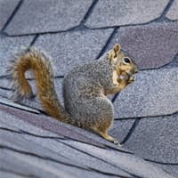 A Poem About Squirrels Squirrel Prevention In Your Home