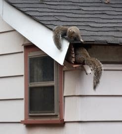 Are Squirrels Invading Your Attic? squirrels commonly live in attic