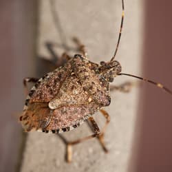 Learn More About Overwintering Pests stink bug in new york home
