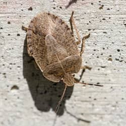 Protect Your Home From Overwintering Pests With Thomas Pest Services stink bug crawling on foundation of home in albany
