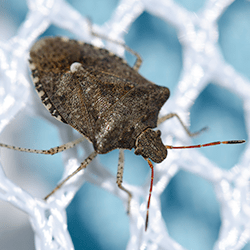 Learn How To Keep Stink Bugs Out Of Your Home This Fall stink bug in albany home