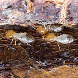 Learn How To Avoid Termite Damage With Thomas Pest Services termites found in albany home