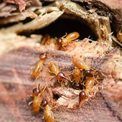 Prevent Termites termites eating wood