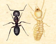 image of a termite and a carpenter ant