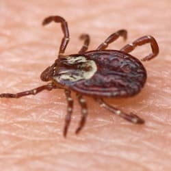 Ticks Can Remain Active During The Winter Months, Thomas Pest Services Can Help tick on skin
