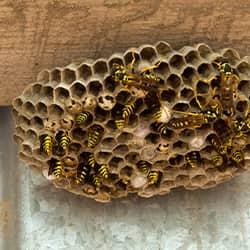 Stop Stinging Insects Before They Cause Problems a large colony of wasps residing in their huge hive on an albany new york home