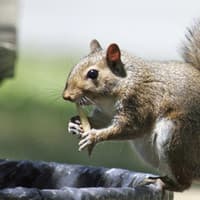 Protect Your Home From Wildlife Invasion Image Of A Squirrel