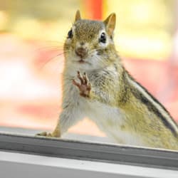 Keep Wildlife From Entering Your Albany Home With Thomas Pest Services chipmunk looking through window