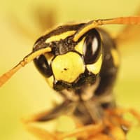 Yellow Jackets Populations On The Rise Up close image of a yellow jacket