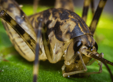 cricket spider bites