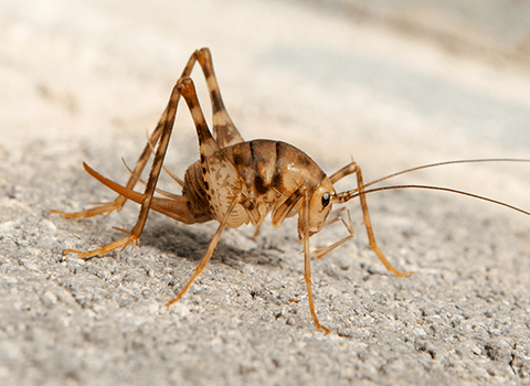 cricket spider