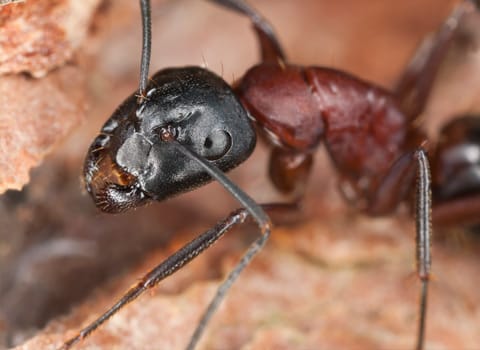 Carpenter ant close up