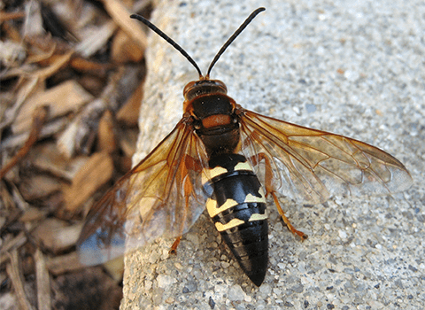 cicada killer wasp on a rock outside albany home