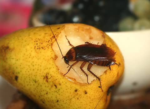 Learn More About Cockroaches And How To Get Rid Of Them cockroach found in albany home