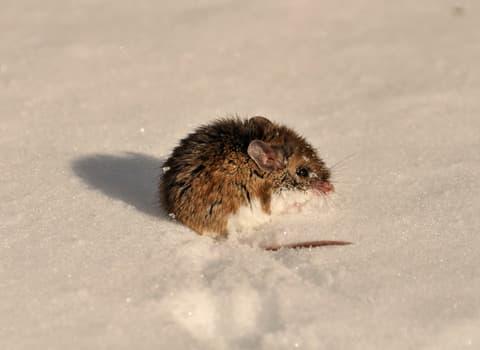 Deer mouse in snow 